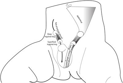 Frontiers Postnatal Testicular Activity in Healthy Boys and Boys